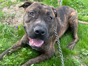 American Pit Bull Terrier – BlueNosed Pit Bull – Lorain