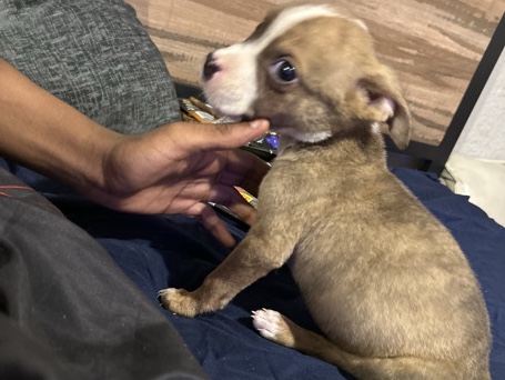 American Pit Bull Terrier - puppy duces available for adoption in Kansas City