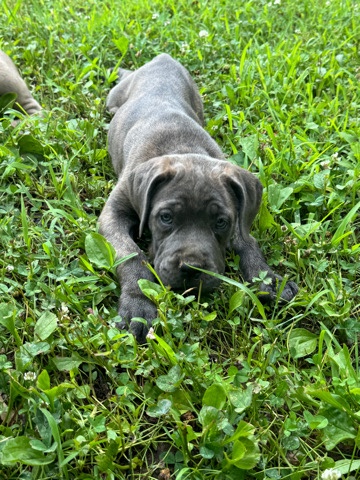 Cane Corso – Cane Corso puppy