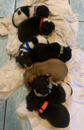 Jack Russell Terrier – Jack Russell Terrier Puppies