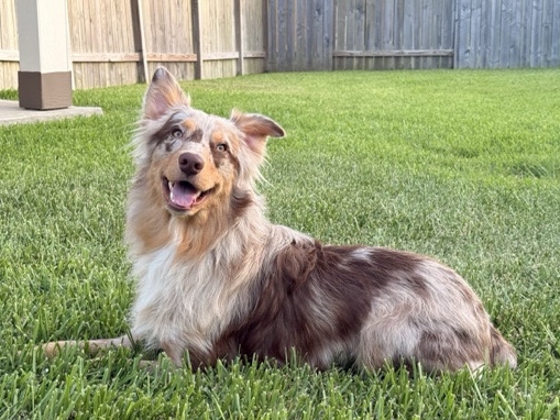 Australian Shepherd – Australian Shepherd Mix - $600/OBO – Sealy