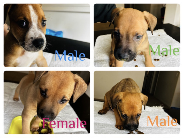 Mixed Breed – Dutch Shepherd & Pitbull/ Cane corso mix – Kennewick