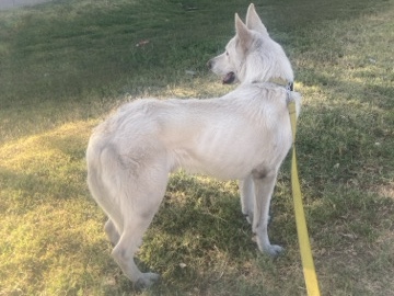 German Shepherd – Loyal White German Shepherd – Neutered, Trained, Great Personality” – Phoenix
