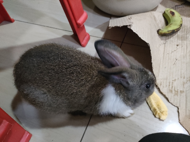 a naughty rabbit