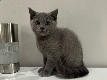 Scottish Straight Kitten Male Blue