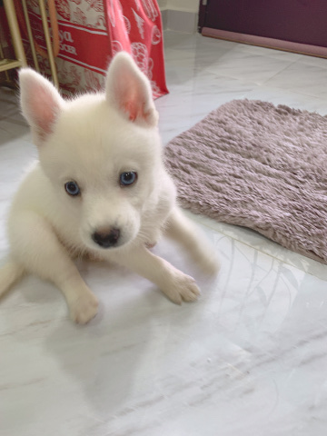 Pomsky for sell