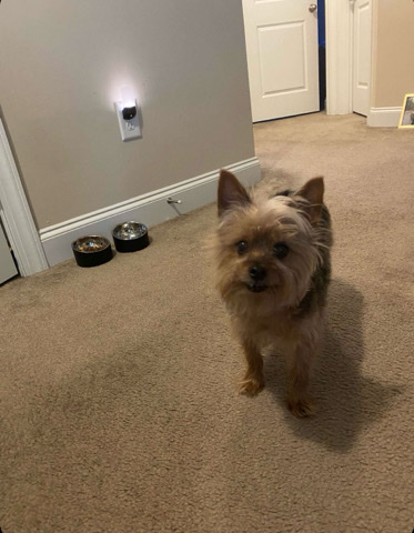 Yorkshire Terrier – In Need of a Loving Home