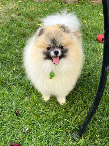 Pomeranian – Romeo