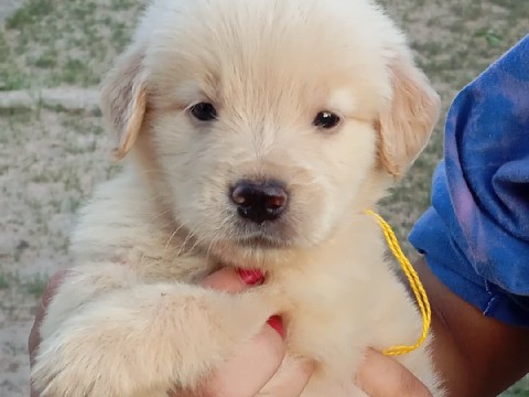 Golden Retriever – Filhotes de Golden