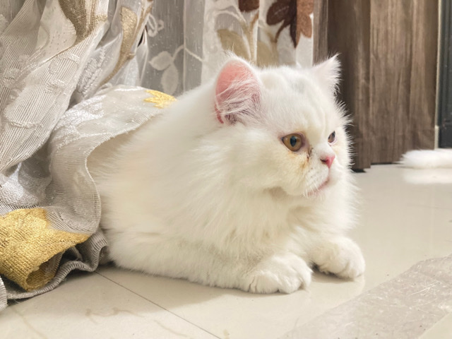 Persian (Traditional) – persian cat for sale
