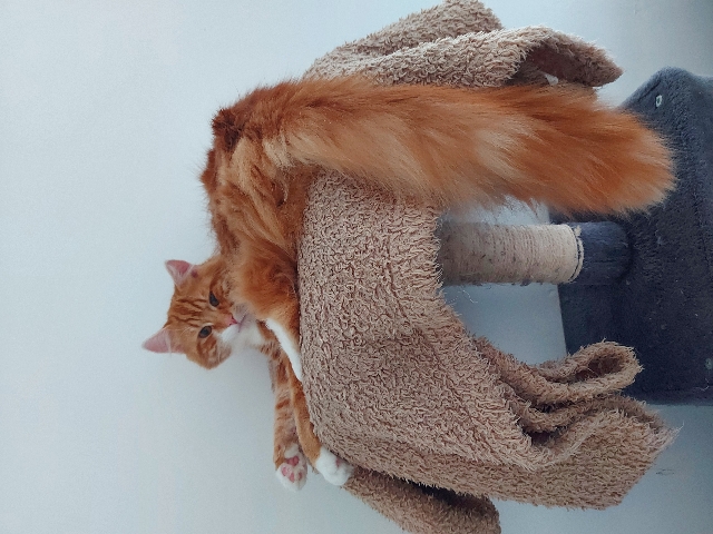 10 month male cat