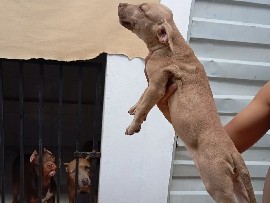 American Pit Bull Terrier - Pit Monsters  available for adoption in Juazeiro do Norte