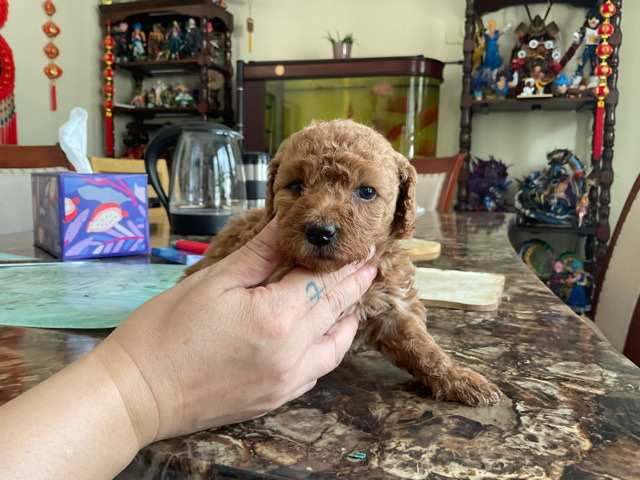 Poodle – brown and black teddy dog puppies for sale