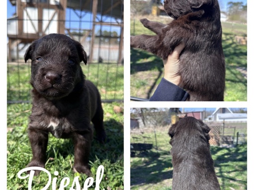Australian Shepherd – Australian Shepherd – Suffolk