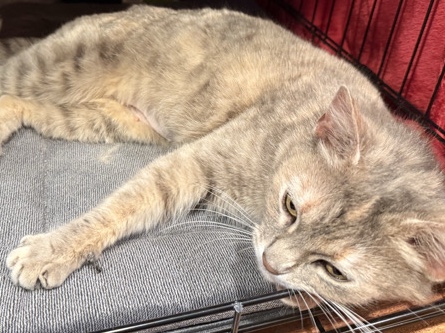 American Shorthair – Rehoming a Stray – Medford