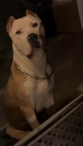 American Bulldog – Rehoming American Bully