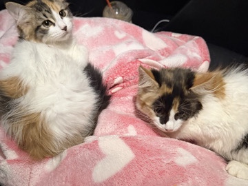 Asian Semi-longhair – 2 medium hair calico kittens – Cartersville