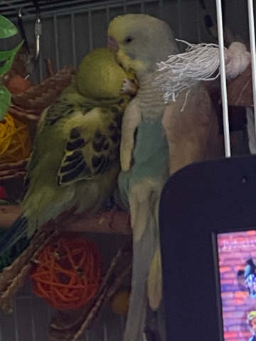 Two young male/female parakeets
