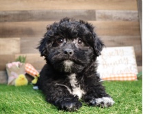 Poodle - playful puppy poochon available for adoption in Saint Paul