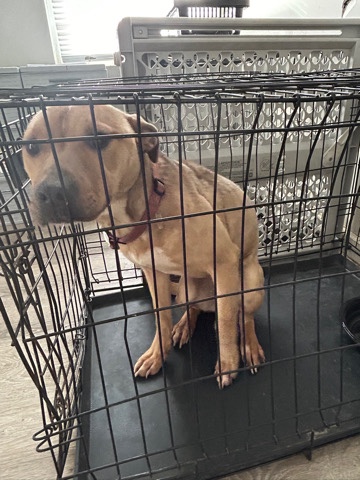rehoming female pit