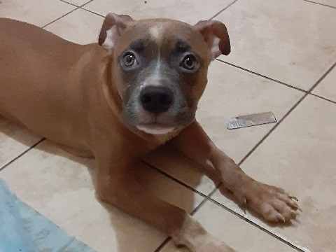 American Pit Bull Terrier – for sale American pitbull terrier – Hicksville