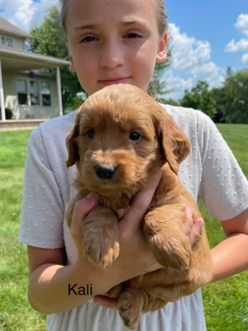Golden Retriever – mini goldendoodle -kali