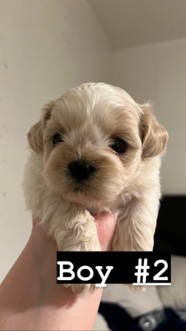 Shihtzu
