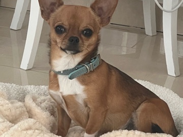 Chihuahua – Chihuahua – Bremen