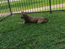 American Pit Bull Terrier – Family Friendly Pitbull