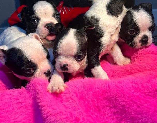 Boston Terrier – puppies