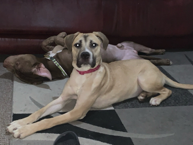 Cane Corso – 1yr old Cane corso