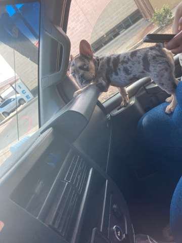 French Bulldog – Merle Frenchie