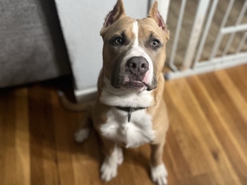 American Bulldog – Need to rehome American XL bully – Pleasant Hill