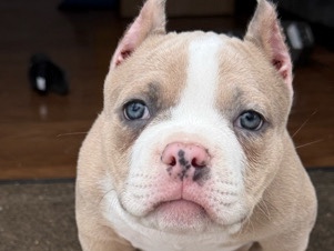 American Bulldog – American Bully Merle – Colorado Springs