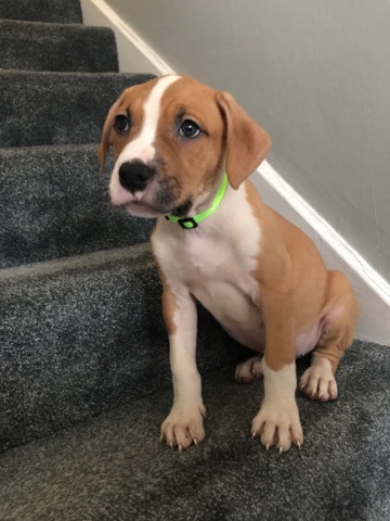 6 American bully cross presa canario puppies