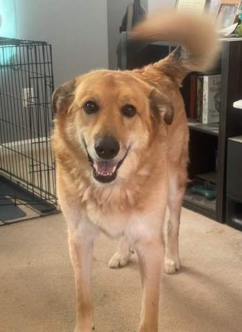 German Shepherd – 5yr old German Shepherd/Akita Mix