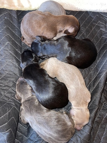 Doberman Pinscher – Doberman Puppy for sale