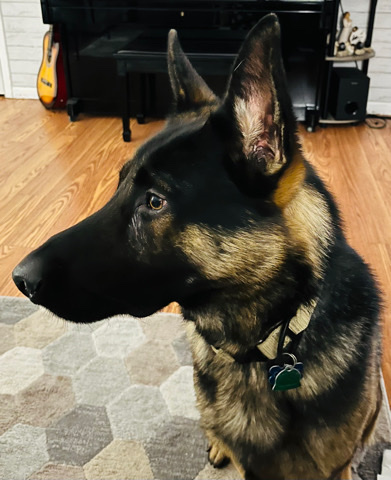 German Shepherd – Selling German shepherd dogs