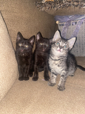 European Shorthair – looking for loving homes