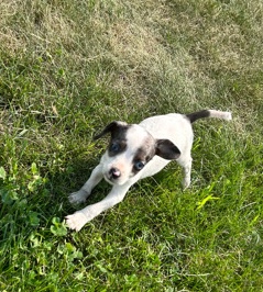 chihuahua mix