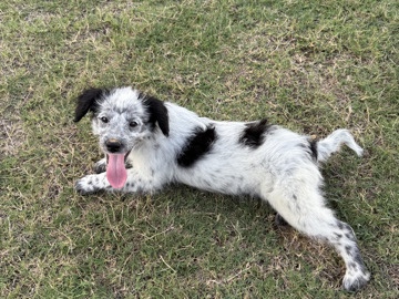 Australian Cattle Dog - rehome for Joy available for adoption in Fort Worth