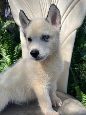 Siberian Husky – Husky pup
