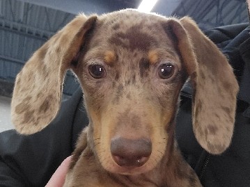 Dachshund – Miniature Dachshund