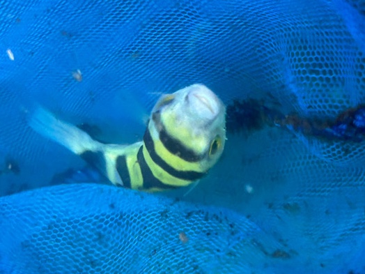 pufferfish
