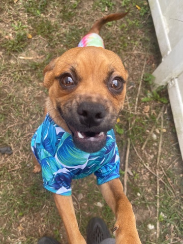 Pug – 1 year old pug mix