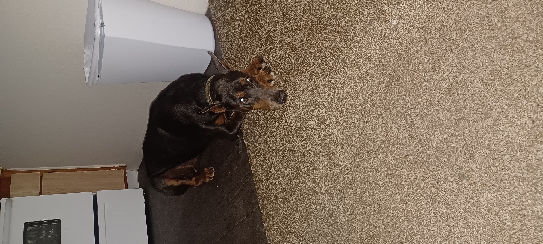 Doberman Pinscher – Purebred Doberman female