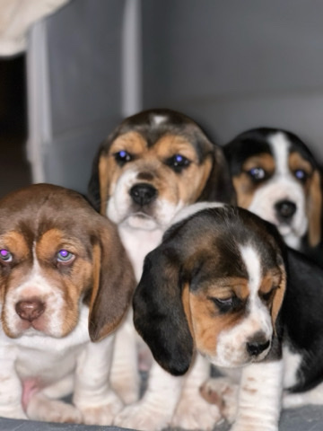 Beagle – Purebred Beagles in Tucson