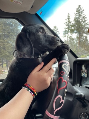 Labrador Retriever – Lab puppy