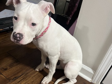 American Pit Bull Terrier – dog for sell – Gastonia