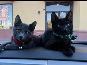 American Bobtail – 2 bonded kittens